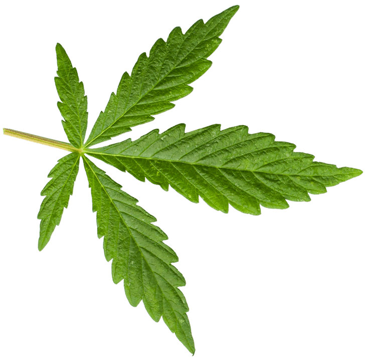 Cannabis right leaf