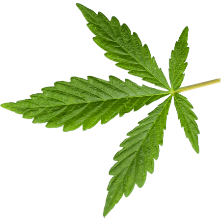 Cannabis left leaf